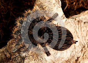 Close-up female of spider tarantula  sits on the snag on brown ground background