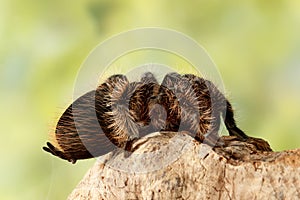 Close-up female of spider tarantula  sits on the snag on green leaves background.