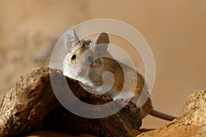 Close-up female spiny mouse with big eyes Ð°nd ears  lies on a snag and looks at camera.