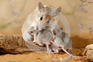 Close-up female spiny mouse  breastfeed the offspring. photo