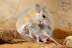 Close-up female spiny mouse eats insect and breastfeed the offspring. photo