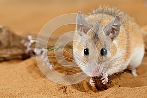 Close-up female spiny mouse eats insect on sand and looks at camera.