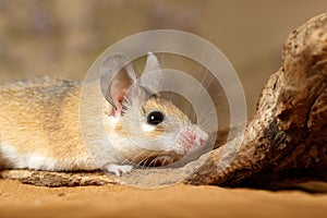 Close-up female spiny mouse  hiding behind the snag in the sand.