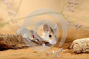 Close-up female spiny mouse  and little mouse sits on the snag in the sand.