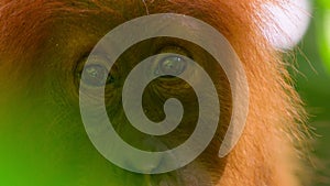 Close up of Female Sumatran Orangutans in rainforest