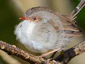 Close up of a female superb fairy wren puffed up in wintry wind in Queensland, Australia