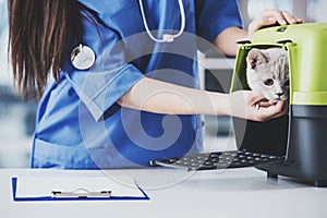 Close-up of a female veterinarian with a cute beautiful cat