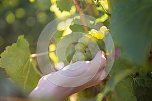 Close-up of female vintner harvesting grapes