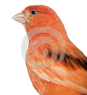 Close-up of Female Waterslager, Serinus Canaria