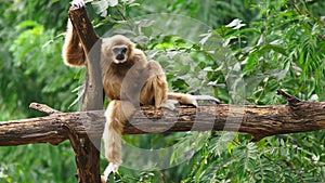 Close-up. Female white-cheeked gibbon. Hylobates leucogenys. Sits on a tree in the wild