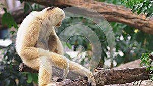 Close-up. female White-cheeked gibbon. Hylobates leucogenys. sits on a tree in the wild