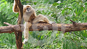 Close-up. female White-cheeked gibbon. Hylobates leucogenys. sits on a tree in the wild