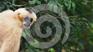 Close-up. female White-cheeked gibbon. Hylobates leucogenys. sits on a tree in the wild