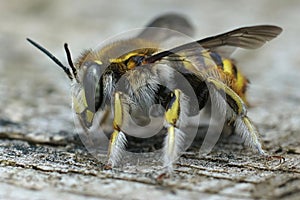 Close up of a female Wool carder bee  Anthidium manicatum  from Gard  France