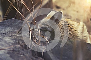 Close up on Fennec Fox (Vulpes zerda)