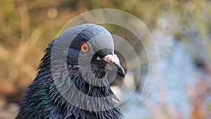 Close up of feral European pigeon