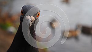 Close up of feral European pigeon