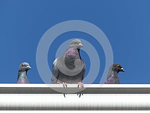 Close up of a Feral Pigeon Family atop a White Metal Gutter