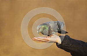 Close up of a Feral pigeon feeding from a hand