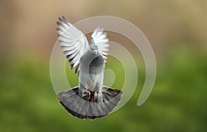 Close up of a Feral pigeon in flight
