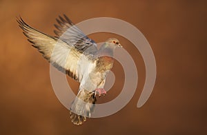 Close up of a Feral pigeon in flight