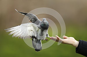 Close up of a Feral pigeon landing on a hand