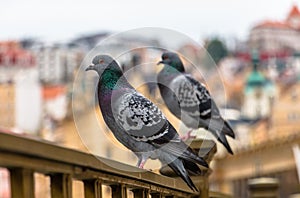 Close-up of feral pigeons perching on a railing