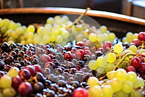 close-up of fermenting grapes in a winery vat