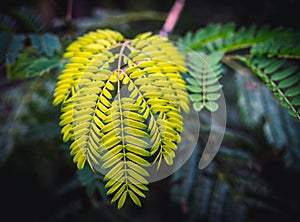 Close up on fern (Filicopsida) yellow green leaves, vibrant vivid colors photo