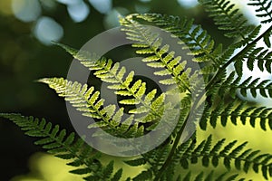 close up of fern in the forest photo