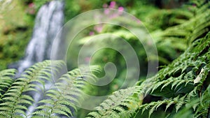 Close up fern forest with beautiful waterfall mossy forest background tropical lush nature