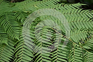close-up of fern fronds or leaves