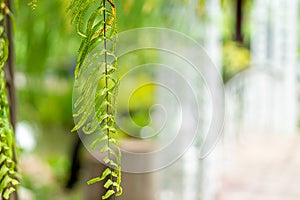 close-up Fern leaf