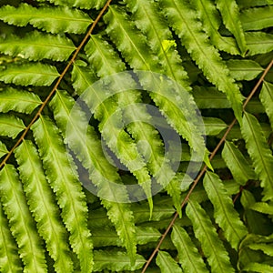 Close up fern leaf