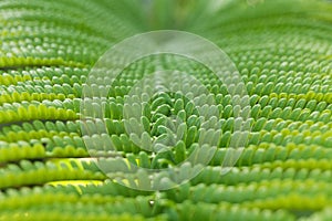 Close-up of fern leaf in Big island forest