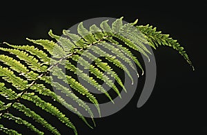 Close-up of fern leaf on black background
