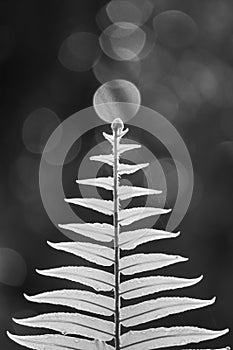 Close up of fern leaf on defocused background in black and white