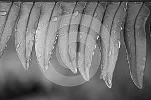 Close up of fern leaf with morning dew in black and white