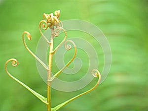 Close up of fern leaf of plant in garden with green blurred background , nature leaves ,macro image