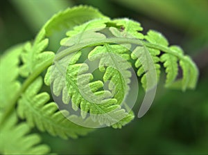 Close up of fern leaf plant in garden with green blurred background , nature leaves ,macro image , soft focus