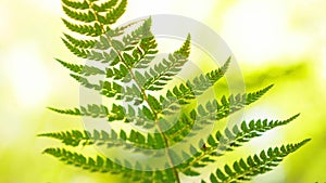 close-up. fern leaf with spores in the forest in the wind