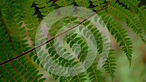 close-up. fern leaf with spores in the forest in the wind