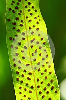 The close up of fern leaf touch to the sun