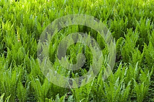 Close up on fern leafs, background or texture