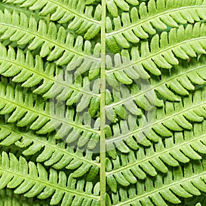 Close-up of a fern leave - macro