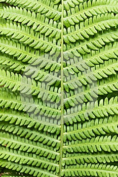 Close-up of a fern leave - pattern