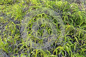 Close up fern leaves