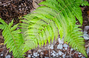 Close-up of fern leaves in native bush of Rotorua the geothermal city in North Island of New Zealand.
