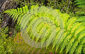 Close-up of fern leaves in native bush of Rotorua the geothermal city in North Island of New Zealand.