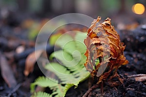 close-up of fern unfurling in fire-affected area
